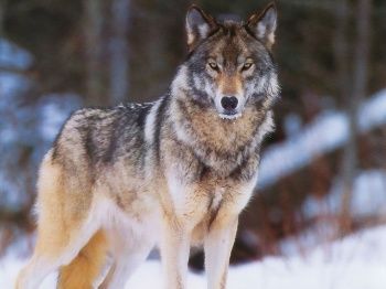 Охота на волка с флажками